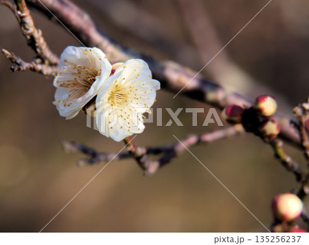 晴れた1月に美しく咲いた白い梅の花「白難波(シロナンバ)」 晴れた1月に美しく咲いた白い梅の花「白難波(シロナンバ)」 135256237