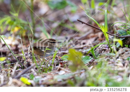 地面に降りてあたりの様子を伺っているヤブサメ 地面に降りてあたりの様子を伺っているヤブサメ 135256278