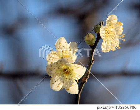 1月に美しく咲いた白い梅の花「月影(ツキカゲ)」 1月に美しく咲いた白い梅の花「月影(ツキカゲ)」 135256780