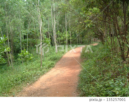 ベトナム　ミーソン遺跡 135257001