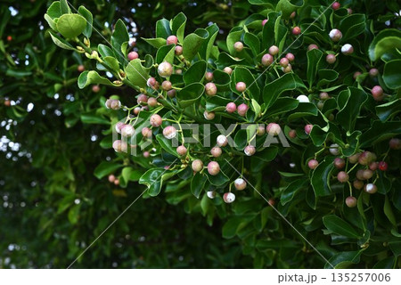 マサキ・柾の花と実 135257006