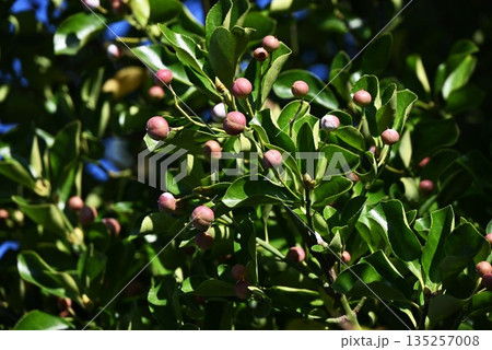 マサキ・柾の花と実 135257008