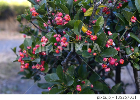 マサキ・柾の花と実 マサキ・柾の花と実 135257011