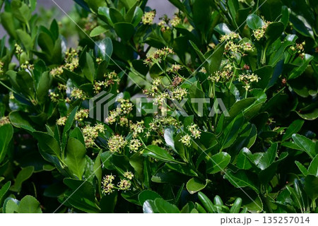 マサキ・柾の花と実 マサキ・柾の花と実 135257014