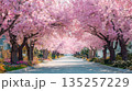 満開の桜が作るピンクのトンネル 春の並木道 135257229