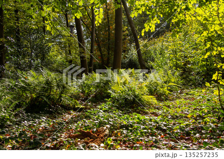 Tree line foothpath with vanishing point 135257235