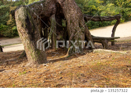 Pine tree with large tree roots Pine tree with large tree roots 135257322