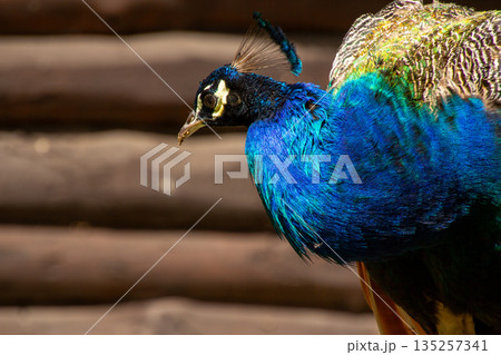 Colorful feathered blue peacock bird 135257341