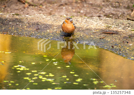 Robin taking a refreshment during summer on the Veluwe. 135257348