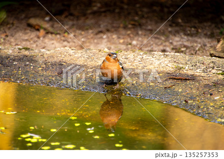 Robin taking a refreshment during summer on the Veluwe. Robin taking a refreshment during summer on the Veluwe. 135257353