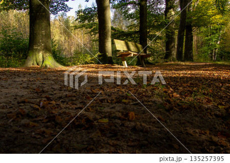 Tree line foothpath with vanishing point 135257395