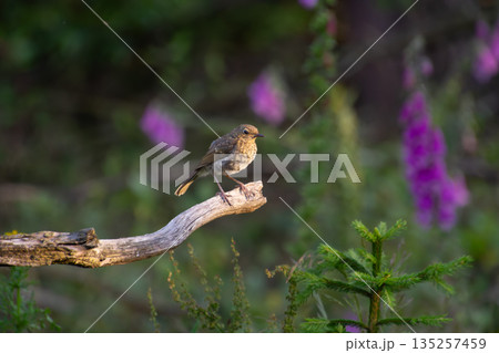 House sparrow taking a rest on a branch House sparrow taking a rest on a branch 135257459