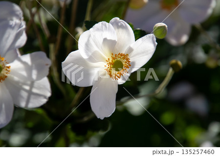 Close-up of a white colored anemone flower Close-up of a white colored anemone flower 135257460