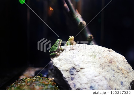 ニホンアマガエル 135257526