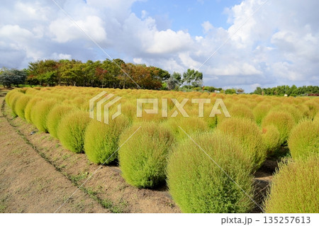 色づく　コキア　紅葉始まり 135257613