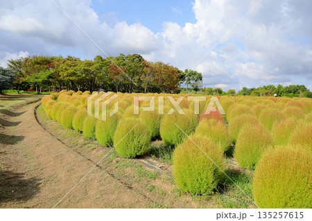 色づく コキア 紅葉始まり 色づく コキア 紅葉始まり 135257615