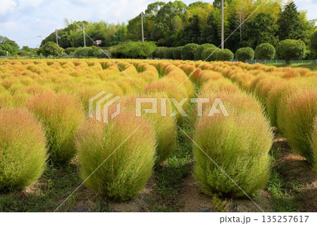 色づく　コキア　紅葉始まり 135257617