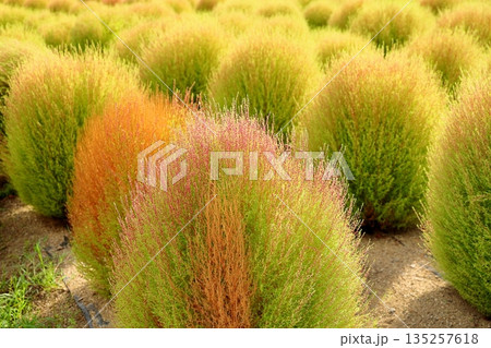 色づく　コキア　紅葉始まり 135257618