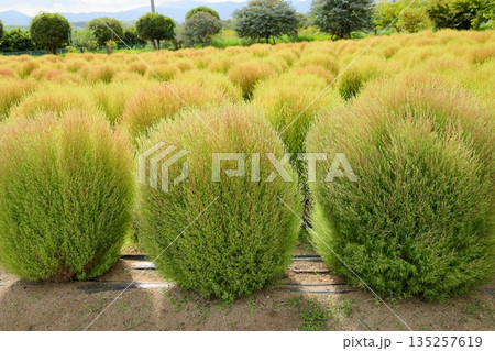 色づく　コキア　紅葉始まり 135257619