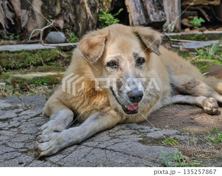 Relaxing dog lying on stone ground in natural light, enjoying peaceful moments in the outdoors, promoting pet care and serene lifestyle. Relaxing dog lying on stone ground in natural light, enjoying peaceful moments in the outdoors, promoting pet care and serene lifestyle. 135257867