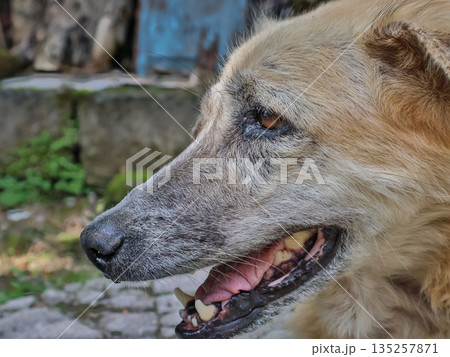 Close-up of a furry dog with an open mouth showing teeth under natural light in a garden, depicting animal health and dental care Close-up of a furry dog with an open mouth showing teeth under natural light in a garden, depicting animal health and dental care 135257871