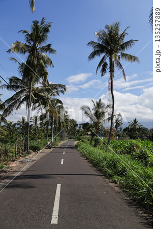 Scenic tropical road lined with palm trees under a bright blue sky providing a sense of escape and wanderlust for travel and vacation concepts Scenic tropical road lined with palm trees under a bright blue sky providing a sense of escape and wanderlust for travel and vacation concepts 135257889