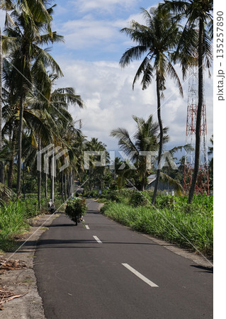 Scenic road lined with palm trees under natural light, showcasing a tranquil and picturesque landscape for tourism and tropical vacation vibes Scenic road lined with palm trees under natural light, showcasing a tranquil and picturesque landscape for tourism and tropical vacation vibes 135257890