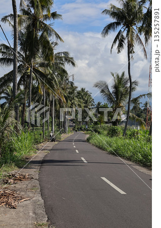 Scenic road lined with palm trees under a bright sky creating a peaceful and tropical travel destination with natural light Scenic road lined with palm trees under a bright sky creating a peaceful and tropical travel destination with natural light 135257891