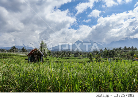 Idyllic Rice Field Landscape with Traditional Hut and Distant Mountains under Cloudy Sky, offering a serene natural light scenery for travel and agricultural tourism 135257892