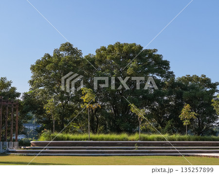 Lush Green Trees in Open Park Under Clear Blue Sky with Natural Light, Showcasing Tranquility for Outdoor Recreation and Environmental Awareness 135257899