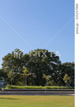 Green Trees Under Clear Blue Sky in Summer with Natural Light, Depicting Serenity and Environmental Beauty, a Perfect Stock Photo for Nature-Themed Projects 135257900