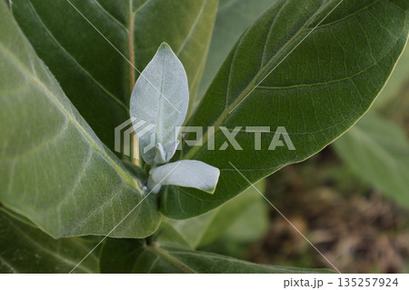 Close-up of vibrant green milkweed plant leaves showcasing intricate details in natural light, perfect for botanical studies and nature-themed designs Close-up of vibrant green milkweed plant leaves showcasing intricate details in natural light, perfect for botanical studies and nature-themed designs 135257924