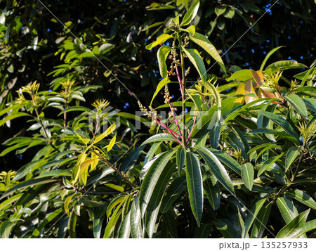 Mango tree blooming with fresh green leaves and small flowers under natural light, symbolizing new growth and tropical spring season Mango tree blooming with fresh green leaves and small flowers under natural light, symbolizing new growth and tropical spring season 135257933
