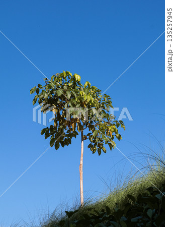 Young tree standing tall against a clear blue sky in natural light, showcasing growth and resilience, ideal for environmental and aspirational themes 135257945