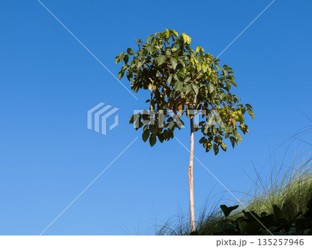 Young tree growing against clear blue sky under natural light offering ample copy space for environmental or agricultural concepts and designs 135257946