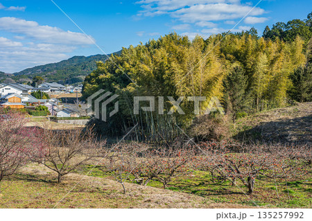 明日香の柿の木畑と竹林 奈良県明日香村 明日香の柿の木畑と竹林 奈良県明日香村 135257992
