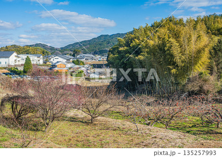 明日香の柿の木畑と竹林　奈良県明日香村 135257993