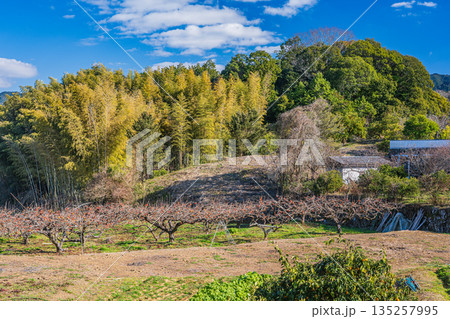 明日香の柿の木畑と竹林 奈良県明日香村 明日香の柿の木畑と竹林 奈良県明日香村 135257995