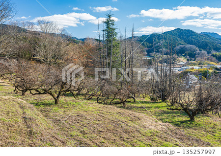 明日香の柿の木畑 奈良県明日香村 明日香の柿の木畑 奈良県明日香村 135257997