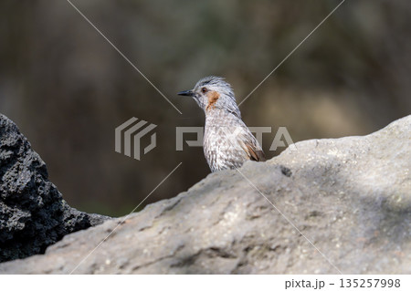 岩の影から顔を出してあたりの様子を伺っているヒヨドリ 岩の影から顔を出してあたりの様子を伺っているヒヨドリ 135257998