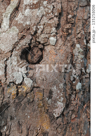 Detailed tree bark texture with a small knot, featuring rough surface and natural patterns for use as organic background in design projects Detailed tree bark texture with a small knot, featuring rough surface and natural patterns for use as organic background in design projects 135258006