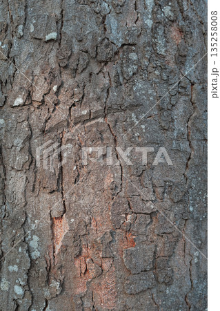 Detailed Tree Bark Texture Showing Natural Patterns and Rough Surface for Backgrounds and Design Elements in Forestry Detailed Tree Bark Texture Showing Natural Patterns and Rough Surface for Backgrounds and Design Elements in Forestry 135258008