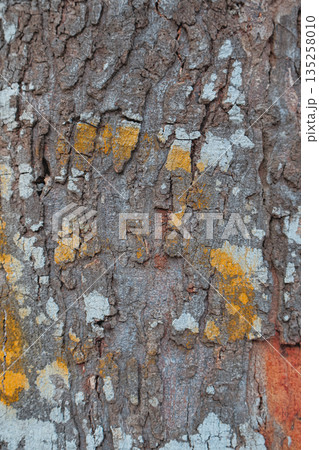 Detailed Tree Bark Texture with Lichen and Moss Growth for Natural Backgrounds and Artistic Overlays in Forest Conservation 135258010