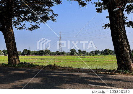 Scenic Green Field Landscape Framing Electric Tower with Trees and Natural Light under Bright Blue Sky for Rural Countryside 135258126