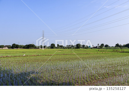 Lush rice field glistening under natural light with power lines cutting across the serene blue sky, conveying tranquility and agricultural abundance 135258127