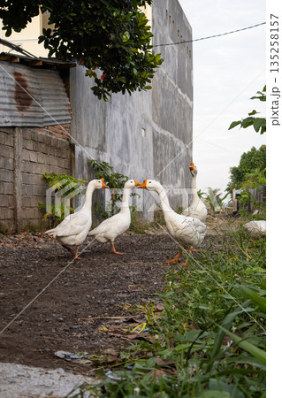 Group of white geese in rural setting interacting with each other under natural light near building, providing ample copy space for creative design projects Group of white geese in rural setting interacting with each other under natural light near building, providing ample copy space for creative design projects 135258157