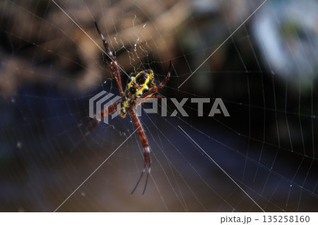 Argiope Spider hanging in web with natural light and blurred background, showcasing arachnid details and its natural habitat, ideal for biology education 135258160