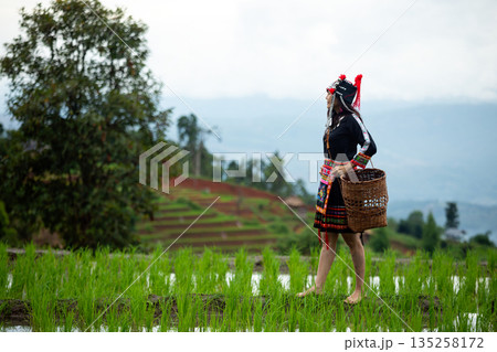 Asian hill tribe woman in traditional dress standing in green rice field with mountain view, holding woven basket, representing indigenous lifestyle, rural agriculture, and cultural heritage in nature 135258172