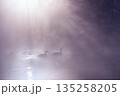 毛嵐の中の白鳥 135258205