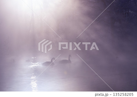 毛嵐の中の白鳥 135258205